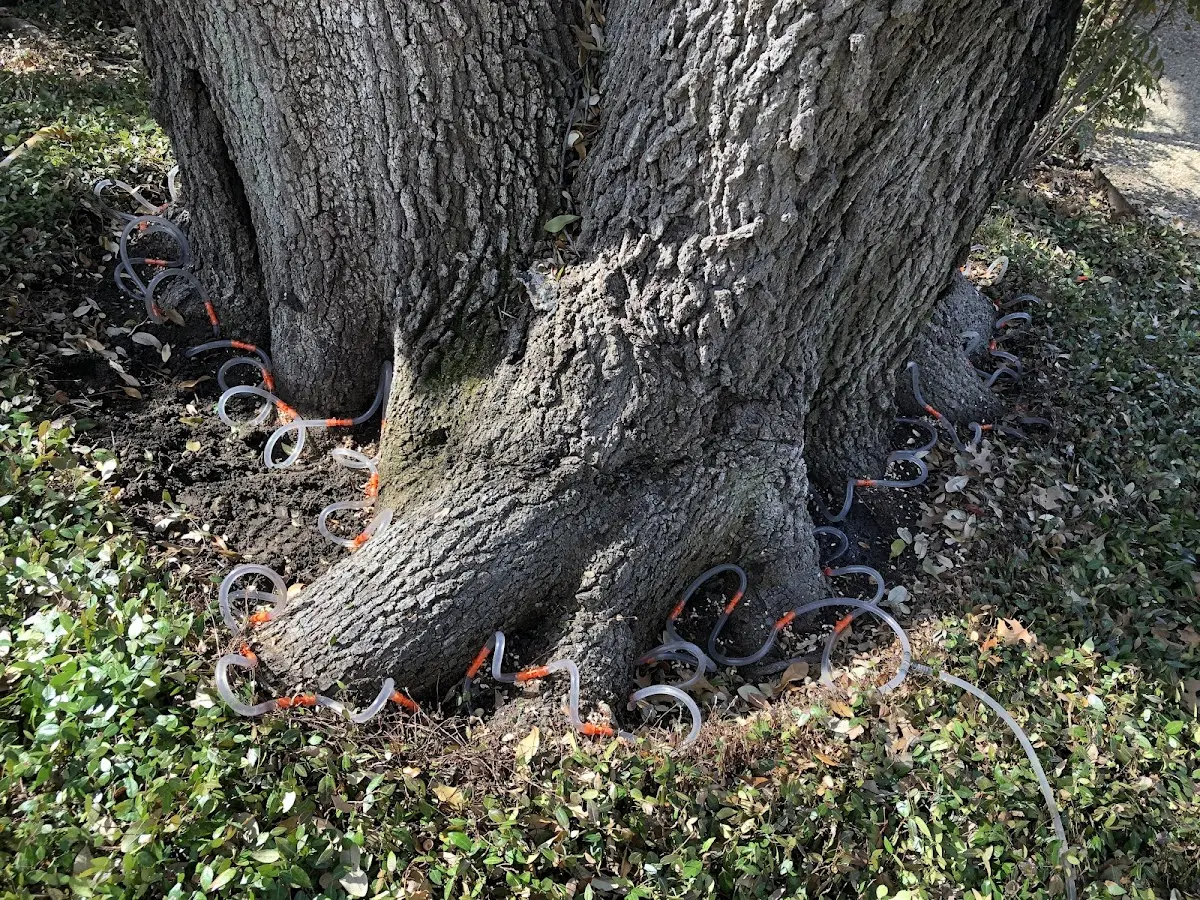 Detailed Tree Cabling and Bracing job site in Grasston