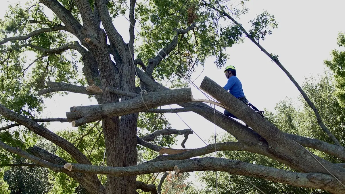Professional Crown Thinning performed by certified arborists in Grasston
